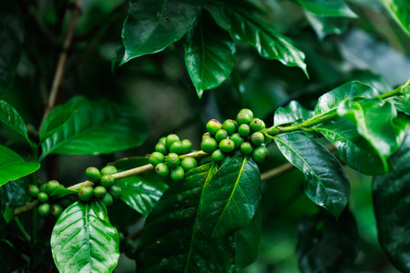 close up to soft focus of green raw Arabica coffee on coffee Plant in the big forest, at chiang mai thailand, in the rain season, 100% organic coffee that awakens with the forest and nature.の写真素材