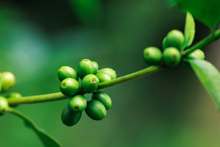 close up to soft focus of green raw Arabica coffee on coffee Plant in the big forest, at chiang mai thailand, in the rain season, 100% organic coffee that awakens with the forest and nature.の写真素材
