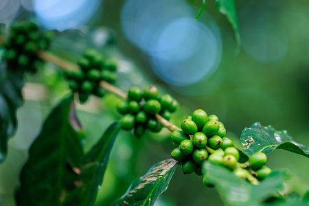 close up to soft focus of green raw Arabica coffee on coffee Plant in the big forest, at chiang mai thailand, in the rain season, 100% organic coffee that awakens with the forest and nature.の写真素材