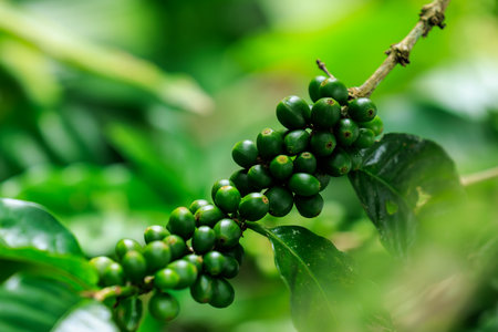 close up to soft focus of green raw Arabica coffee on coffee Plant in the big forest, at chiang mai thailand, in the rain season, 100% organic coffee that awakens with the forest and nature.の写真素材