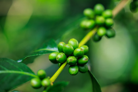 close up to soft focus of green raw Arabica coffee on coffee Plant in the big forest, at chiang mai thailand, in the rain season, 100% organic coffee that awakens with the forest and nature.の写真素材