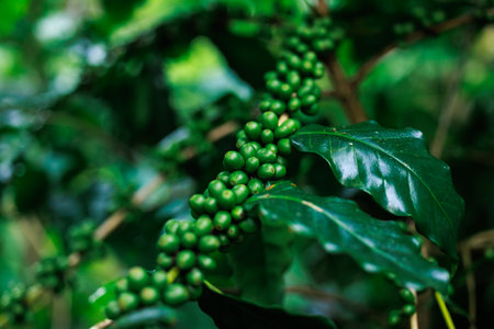 close up to soft focus of green raw Arabica coffee on coffee Plant in the big forest, at chiang mai...