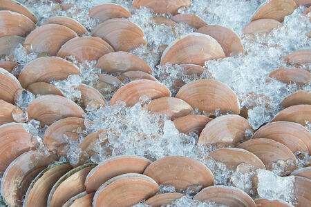 scallop on iceの写真素材