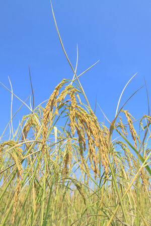 Gold rice fieldの写真素材