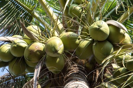 Coconut Palm Tree, tropical fruit for healthy eatingのeditorial素材