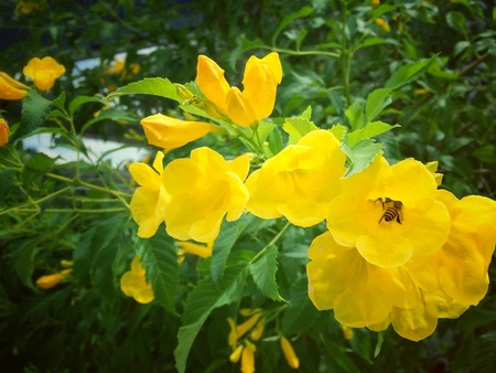 Bee with Yellow trumpet flowerの写真素材