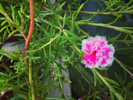 Pink Portulacaの写真素材