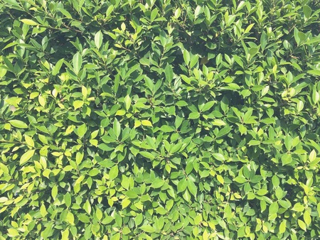 Tree fenceの写真素材