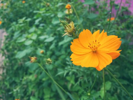 Orange starburst flowerの写真素材