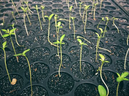plant Seedling nursery In experimental plotの写真素材