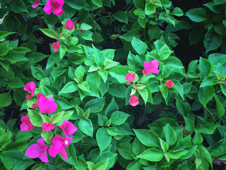 Bougainvillea Pink on Beautiful naturalの写真素材