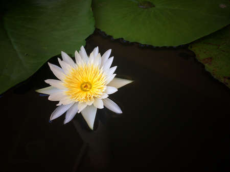 White Lotus on Beautiful naturalの写真素材