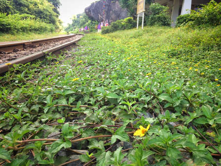 Railways amidst nature and forestsの写真素材