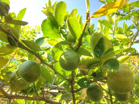 fruit and leaves Lemon on treeの写真素材