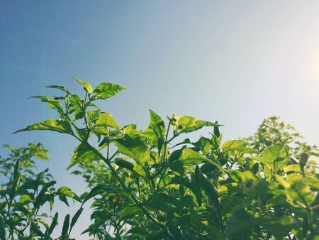Green leaves reflect sunlight background.の写真素材