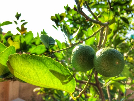 fruit and leaves Lemon on treeの写真素材