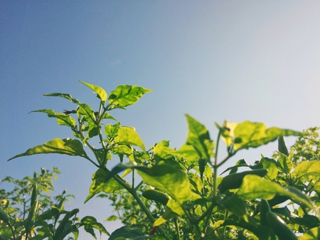 Green leaves reflect sunlight background.の写真素材