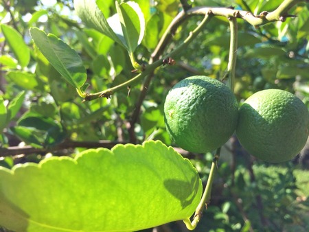 fruit and leaves Lemon on treeの写真素材