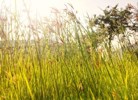 Grass flower reflect on sunの写真素材