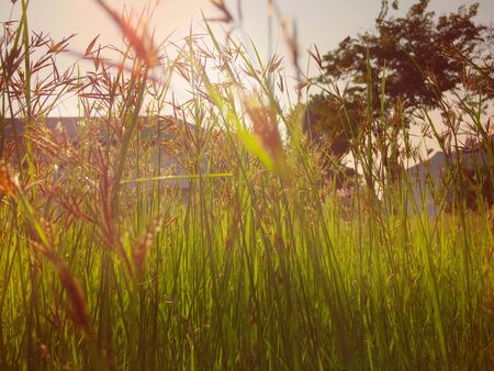 Grass flower reflect on sunの写真素材