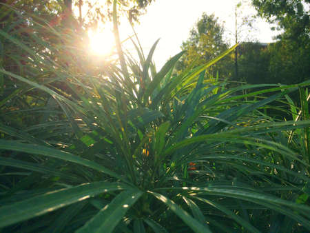 Green leaves reflect sunlight background.の写真素材
