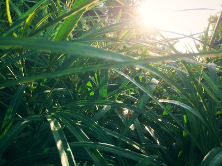 Green leaves reflect sunlight background.の写真素材