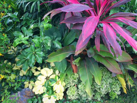 Forest park of Leaf Backgroundの写真素材