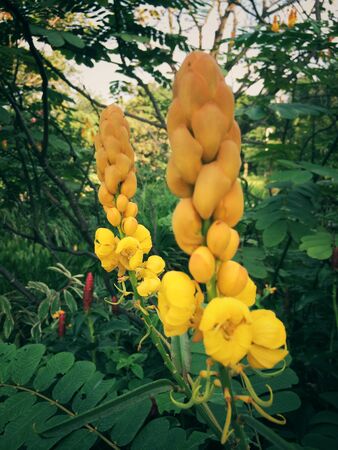 Yellow flower of Leaf Backgroundの写真素材