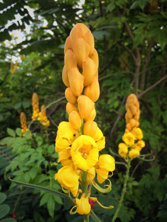 Yellow flower of Leaf Backgroundの写真素材