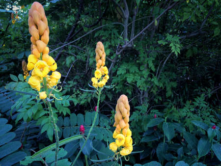 Yellow flower of Leaf Backgroundの写真素材