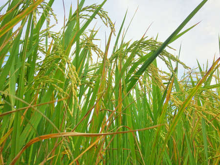 Green rice gold plant in farmの写真素材