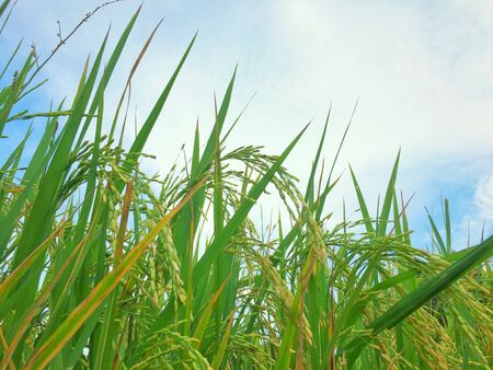 Green rice gold plant in farmの写真素材