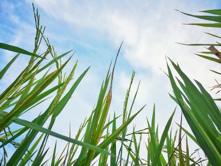 Green rice field under the blue sky backgroundの写真素材