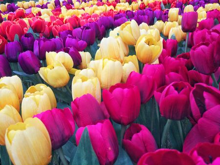 Many fake flowers Tulip plastic colorfulの写真素材