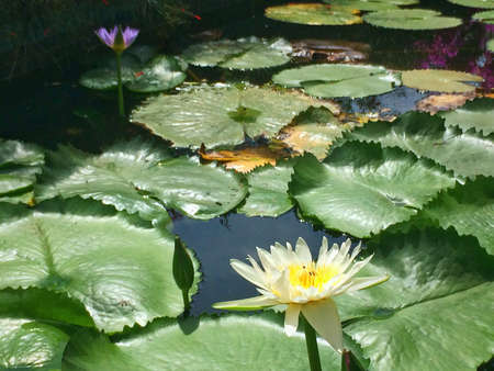 Lotus flower beautiful in the peaceful pondの写真素材