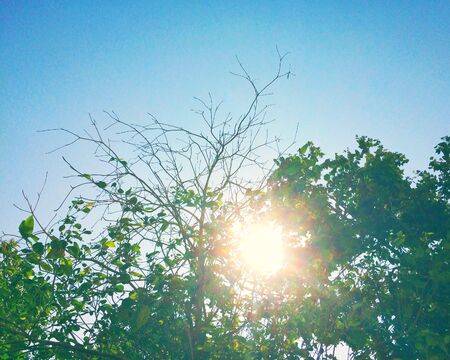 Blue sky background and Tree with green leaves reflect sunlight.の写真素材