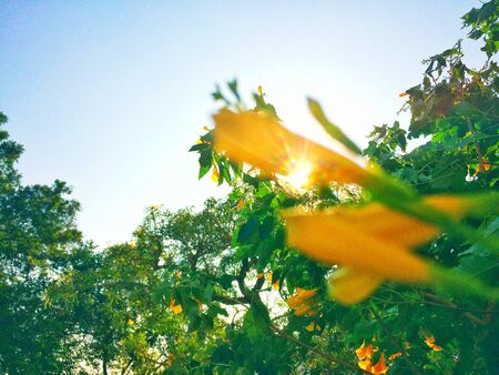 Green and yellow leaves reflect sunlight background.の写真素材