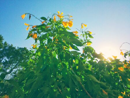 Green and yellow leaves reflect sunlight background.の写真素材