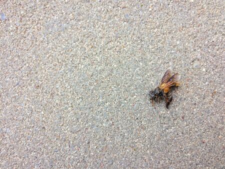 A Dead Bee on the floorの写真素材