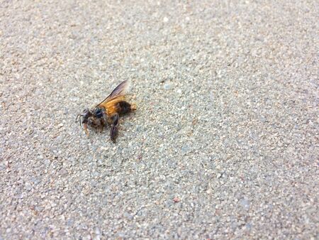 A Dead Bee on the floorの写真素材
