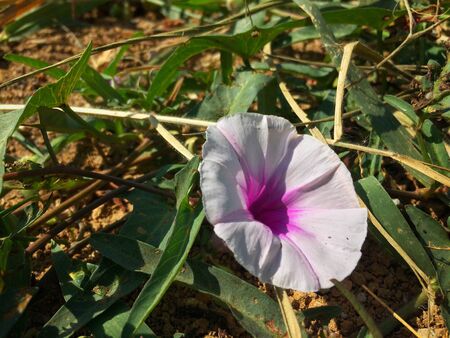 The single pink flowers on the green grass floor with the beautiful sunlightの写真素材
