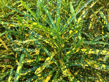 Yellow and Green leaves Croton (Codiaeum variegatum) plants in tropical gardenの写真素材