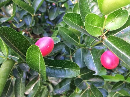 Bengal Currant or Carissa carandas fruits with leaves is healthy.の写真素材