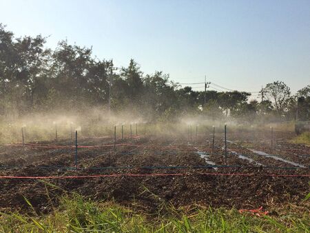 Sprinkler head watering in the gardenの写真素材