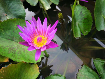 Lotus Purple flower beautiful in the peaceful pondの写真素材