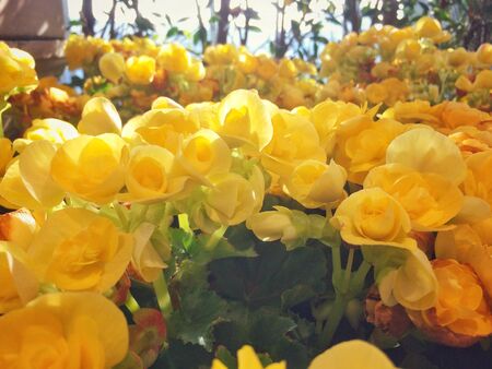Yellow flower of Leaf Background.の写真素材