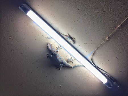 Gecko and lizard Eat insects at night on everyday.の写真素材