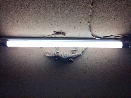 Gecko and lizard Eat insects at night on everyday.の写真素材