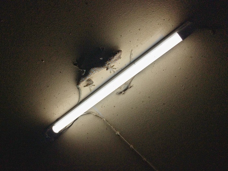 Gecko and lizard Eat insects at night on everyday.の写真素材