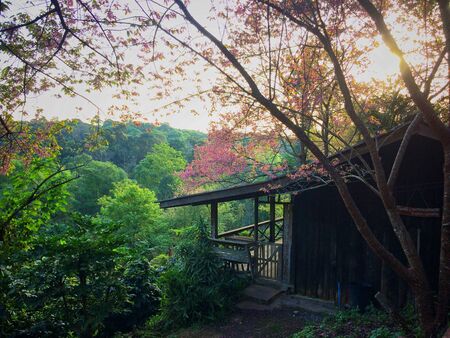 Home in nature Himalayan Cherry Blossom beautiful on mountain, Ban Khun Chang Khian at Chiangmai province Northern Thailand.の写真素材